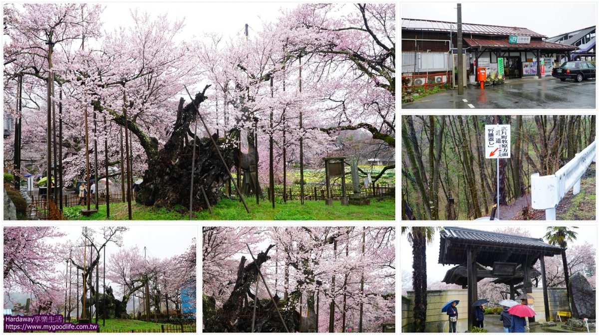 日本三大名櫻山高神代櫻