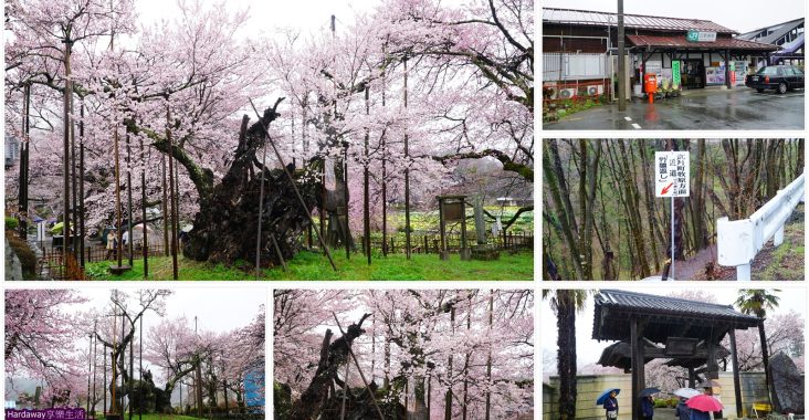 日本三大名櫻山高神代櫻