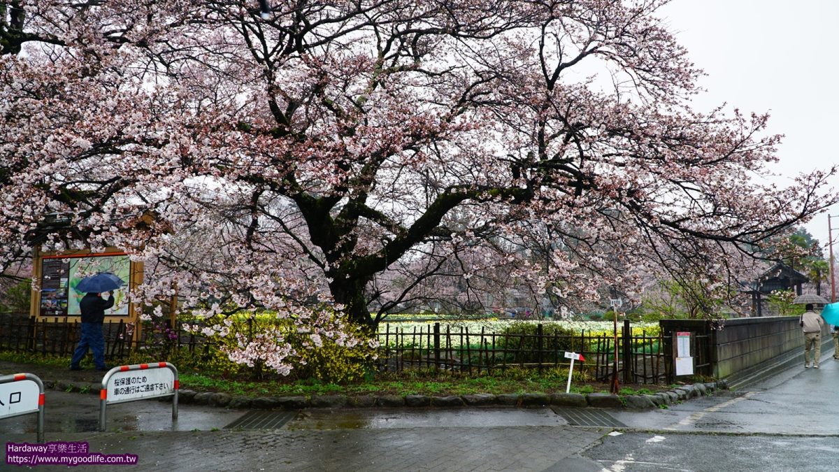 日本山梨賞櫻景點