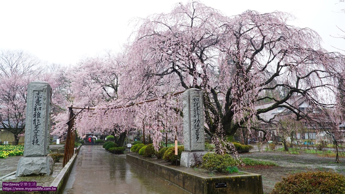 身延山久遠寺枝垂櫻子櫻