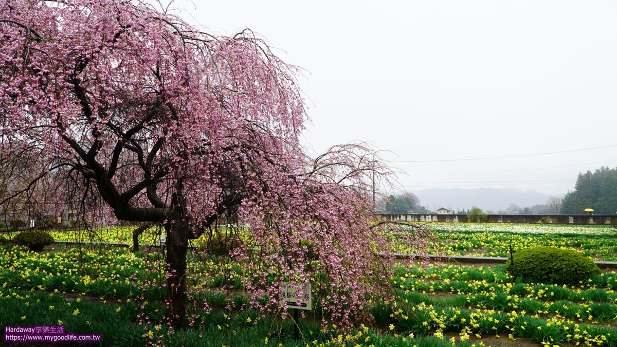 福島三春瀧櫻子櫻