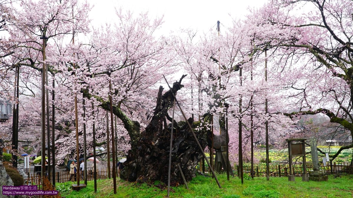 日本三大名櫻山高神代櫻