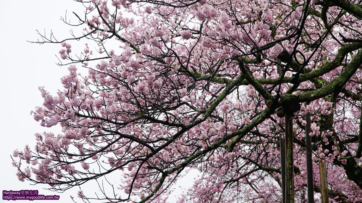 日本賞櫻必看山高神代櫻