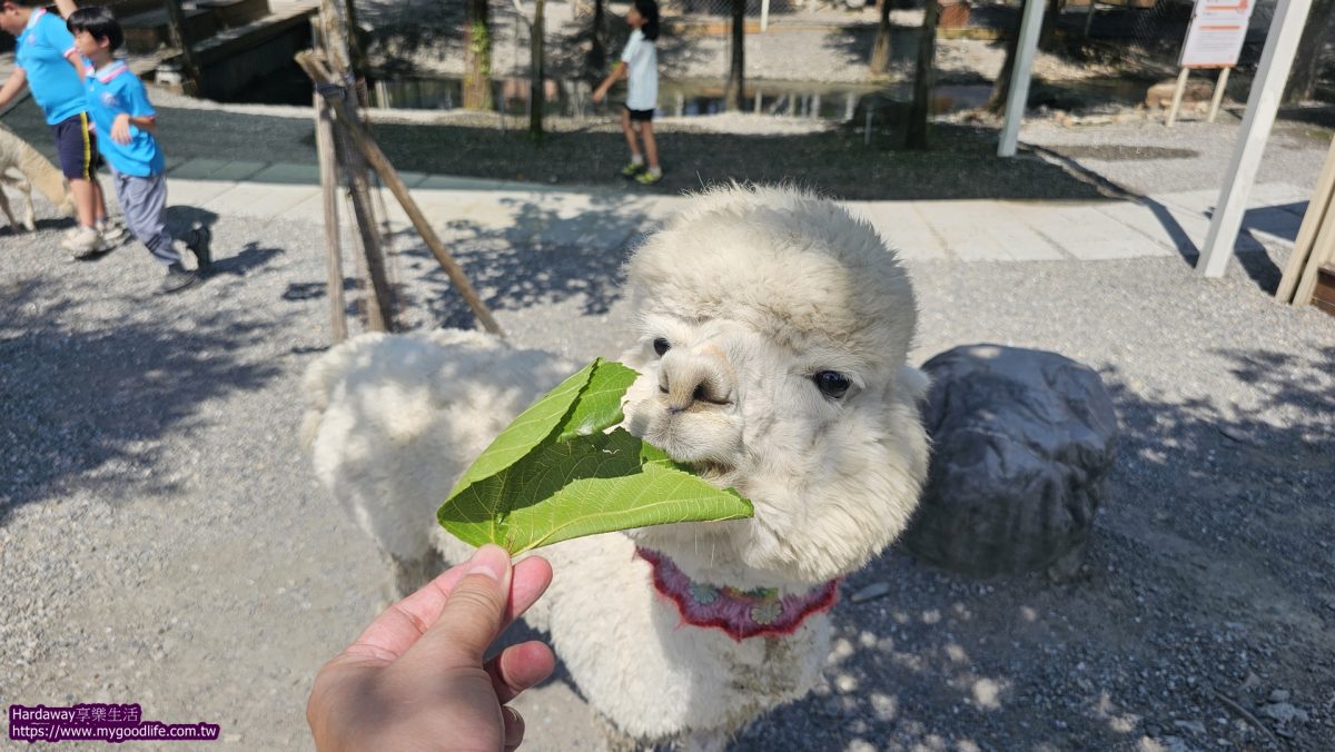 星夢森林劇場羊駝