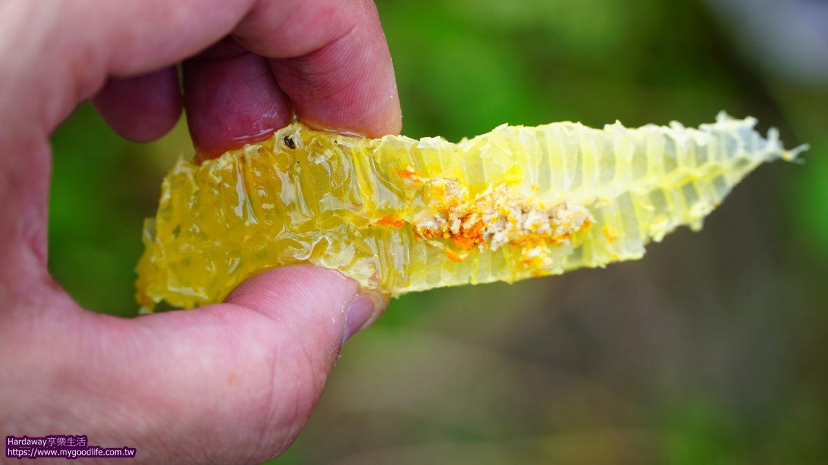 野生蜂蜜現採現吃
