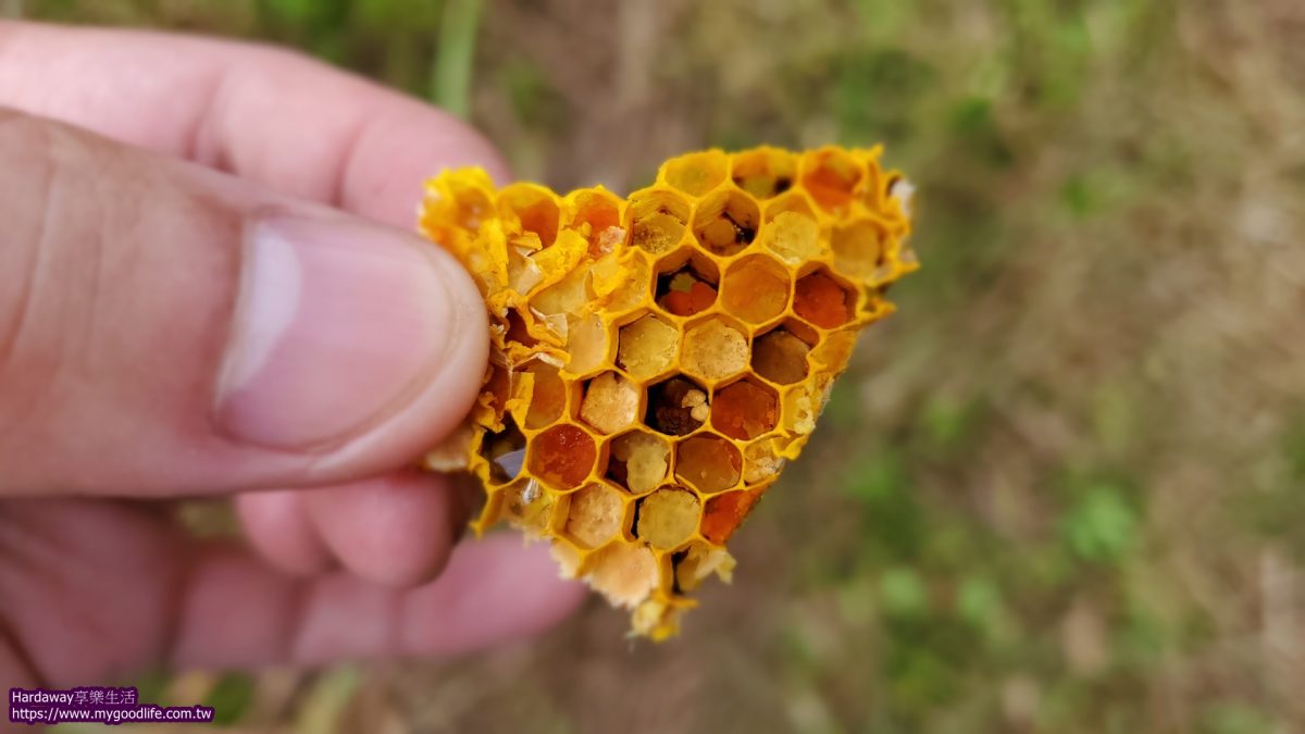 野生蜂巢現採現吃